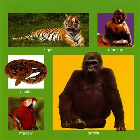 My Little Animal Book | Roger Priddy | Macmillan