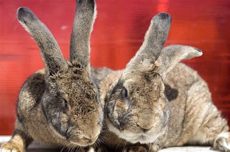 Continental Giant Rabbit Appearance Lifespan Temperament Care Sheet