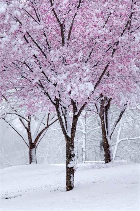 Pin By Mervi Karhu On Winter Wonderland Winter Scenery Winter Nature
