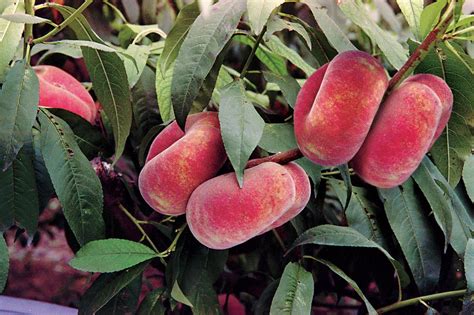 How To Grow Prune And Fertilize Peach Trees Hgtv