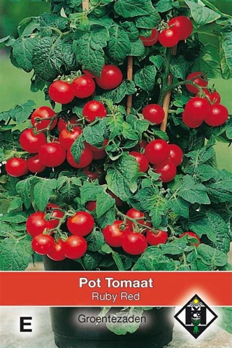 Ruby Red Pot Tomato Seeds Bush Tomatoes Tuinzadeneu