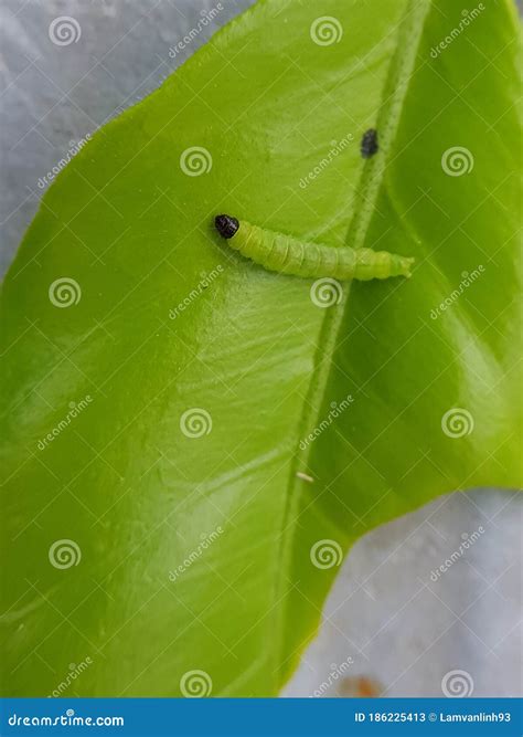 Larvae Of Citrus Eating Stock Image Image Of Tortricoidea 186225413