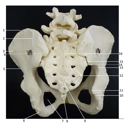 Skeletal System Neck Bones