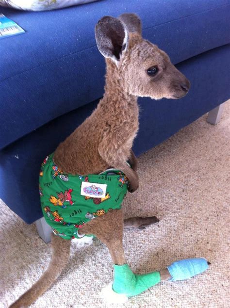 The Cutest Baby Kangaroo Ever Pic Amazing Creatures