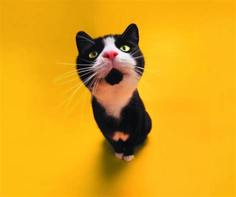 50 Funny Kitten Wallpaper And Screensavers On Wallpapersafari