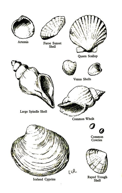All Sizes Identifying Sea Shells Flickr Photo Sharing