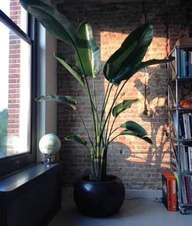 The biggest drawbacks are their size—they grow to 5 to 6 feet tall—and the fact that the plants need three to five years before they flower. 25 best Strelitzia nicolai images on Pinterest | Indoor ...