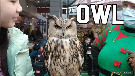 European Eagle Owls Live In Our Town Little Owl And Giant Owls Meet