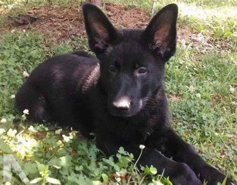Akc Black German Shepherd Puppies For Sale Petsidi