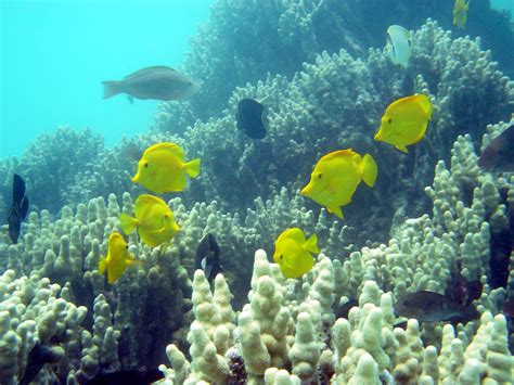 5 sand island access road phone: Hawaii's Coral Reef, Sacred Landscape of the Pacific Ocean ...