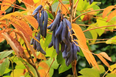 Blue Sausage Fruit Tree Seeds Decaisnea Fargesii Garden Paradise Seeds