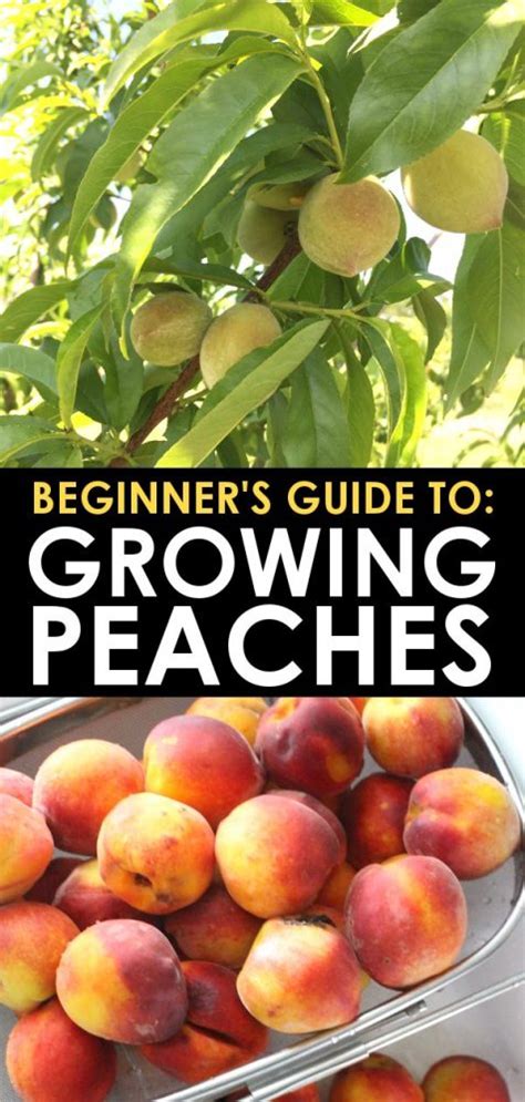 How To Grow Peach Trees Beginners Guide To Growing Peaches