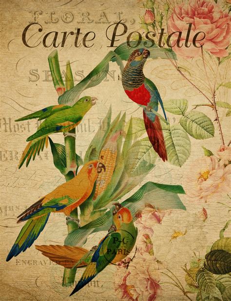 Vintage Parrots Art Postcard Free Stock Photo Public Domain Pictures