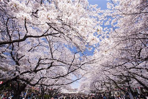Theres More To Hanami Than Cherry Blossoms The Japan Times