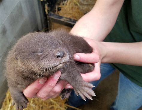 Buttonwood Park Zoo Announces Birth Of Three North American River Otter