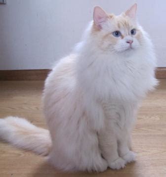 From wikipedia, the free encyclopedia. Red Ragdolls