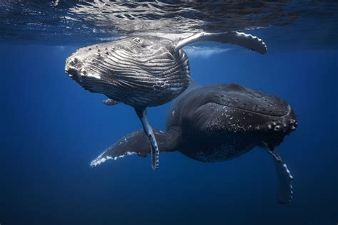 Baby And Mother Humpback Whales Photograph By Gaby Barathieu