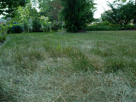 We did not find results for: Garden Housecalls - Water and Grass