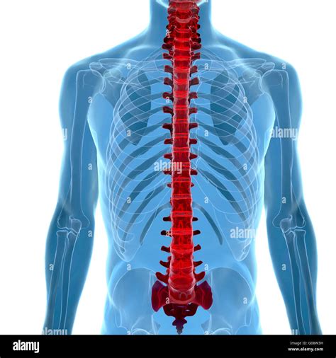 Anatomie De La Colonne Vertébrale Dans La Vue X Ray Photo Stock Alamy
