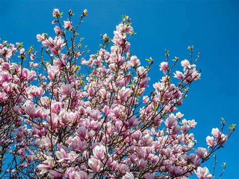 How To Prune Standard Magnolia Tree Intensive Weblog Diaporama