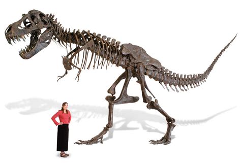 Massive Lifesize Tyrannosaurus Rex Skeleton The Green Head