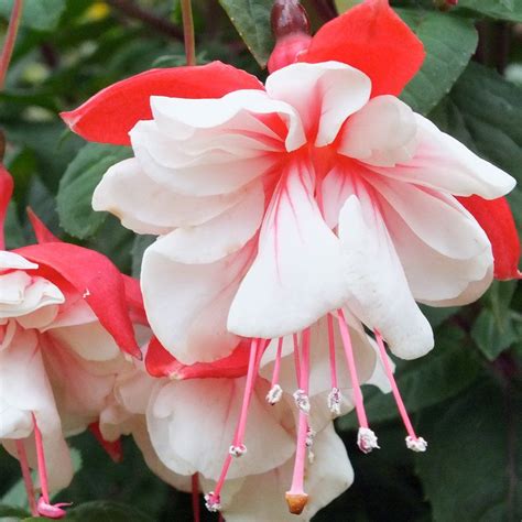 Top Fuchsia Varieties