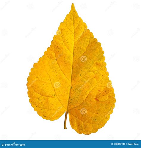 Orange Leaf Isolated Over White Background Stock Photo Image Of
