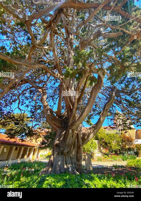 Cool Old Gnarled Tree Stock Photo Alamy