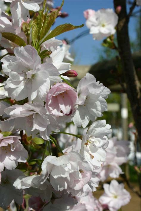 Resell and create an income stream or plant for your own enjoyment. 122 best Fastigiata trees and columnar trees - narrow ...