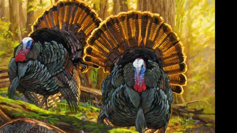 Wild Turkey Painting At Explore Collection Of Wild