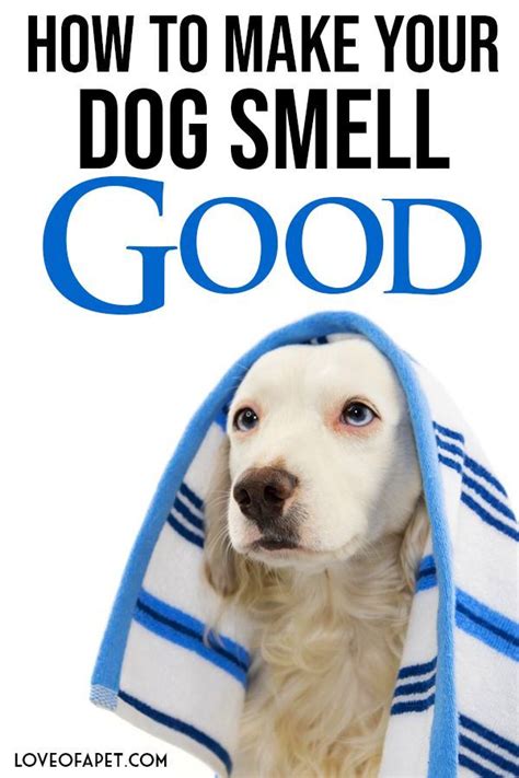 Jun 29, 2021 · how to make your dog smell better method 1 of 5: How To Make Your Dog Smell Good: 7 Ways - Love Of A Pet ...