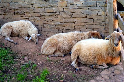 图片素材 毛皮 蓬松 牧场 放牧 家畜 哺乳动物 农业 牛奶 羊毛 动物群 起司 脊椎动物 牧群动物 羊皮 剪