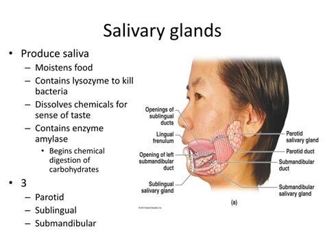 Ppt Chapter 22 The Digestive System Powerpoint Presentation Free