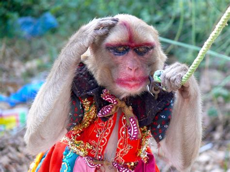 You Can Put Lipstick On A Monkey But Its Still A Monkey Flickr