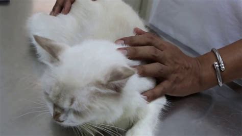 A Beloved Cat Had Rashes Around The Neck And Ears Pt 1 Youtube