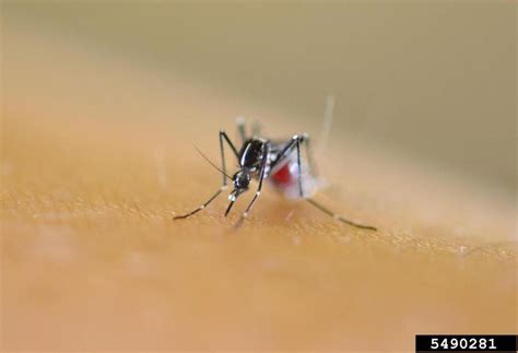 Asian Tiger Mosquito Aedes Albopictus