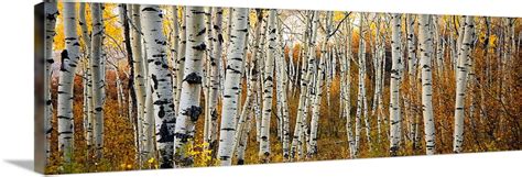 Colorado Steamboat Aspen Tree Trunks In Grove With Yellow Autumn