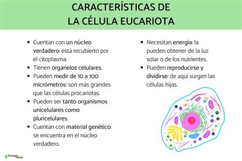 Célula Eucariota Características Y Sus Partes Resumen Con Esquemas