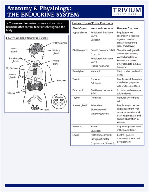 Endocrine System Cheat Sheet Yahoo Image Search Results Endocrine The Sexiz Pix