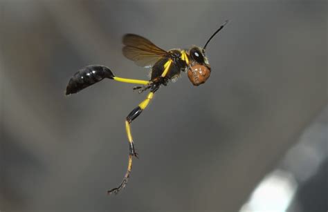 Mud Dauber Wasps Are The Coolest Neogaf