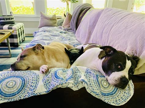 My Two Pitbulls And Their Little Brother Love To Snuggle In The