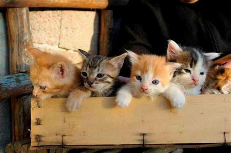 Special Kitten Delivery Cute Little Animals Cute Animals Kittens