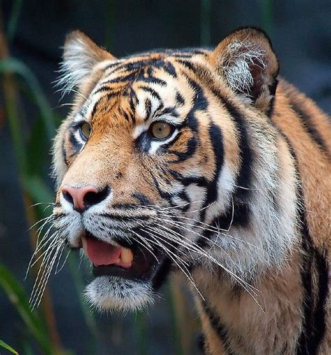 Tiger Head Closeup