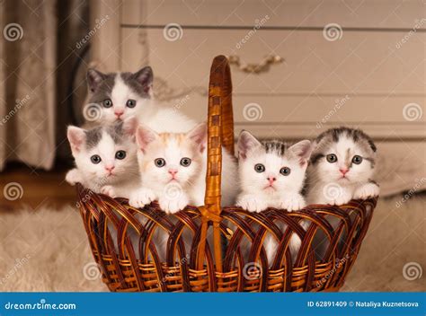 Five Cute Kittens In Braided Basket Stock Image Image Of Carpet