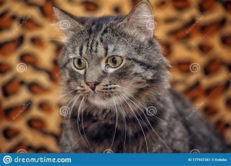 Fluffy Brown Cat Portrait Stock Image Image Of Hair 177937261
