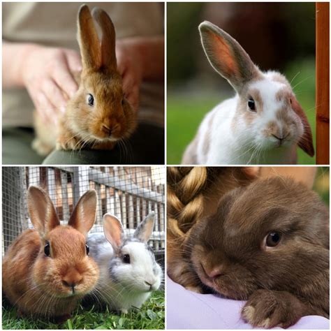 Las 15 Mejores Razas De Conejos Para Mascota Características Fotos