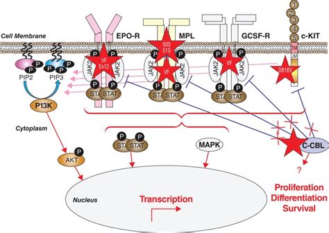 Involvement Of The Cytokine Receptor Tyrosine Kinase Axis In Mpn