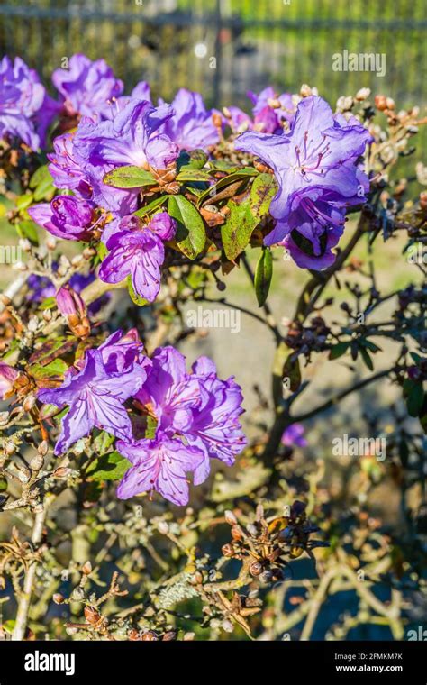 A Close Up Photo Of Purple Blossoms Stock Photo Alamy
