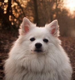 Japanese Spitz Information & Dog Breed Facts | Dogell.com