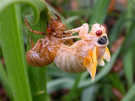 Trillions Of Cicadas Set To Emerge After 17 Years Underground
